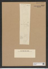 Diatomeae indet. Zeichnungen Sammlung Grunow Nr. 9115 (NHMW-BOT-W0378882)
